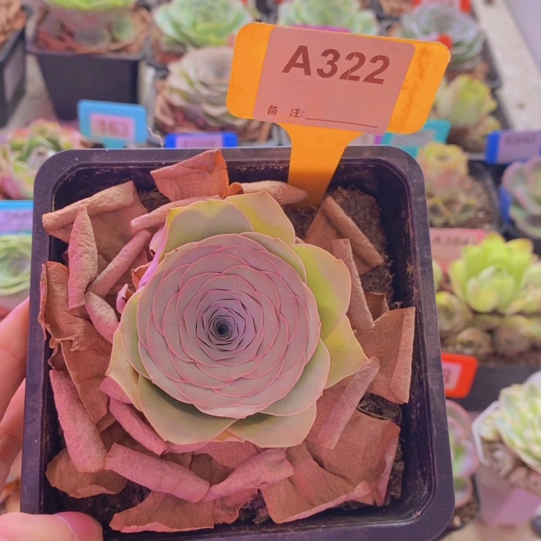 ****纯山地玫瑰一物一拍322