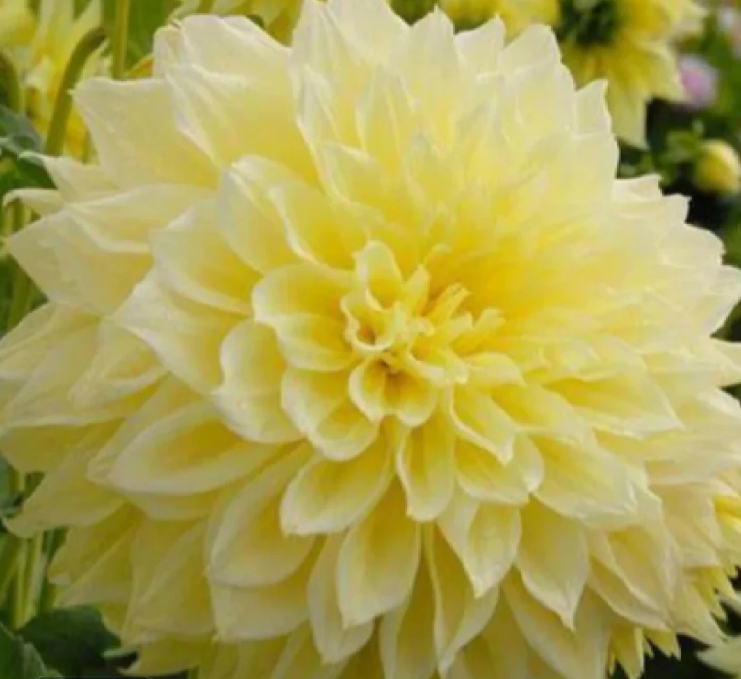 【开尔文】盆栽地栽多年生草本四季种植