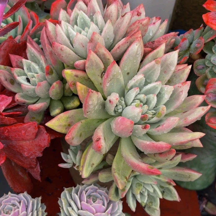 月****老桩精品肉肉桃花岛