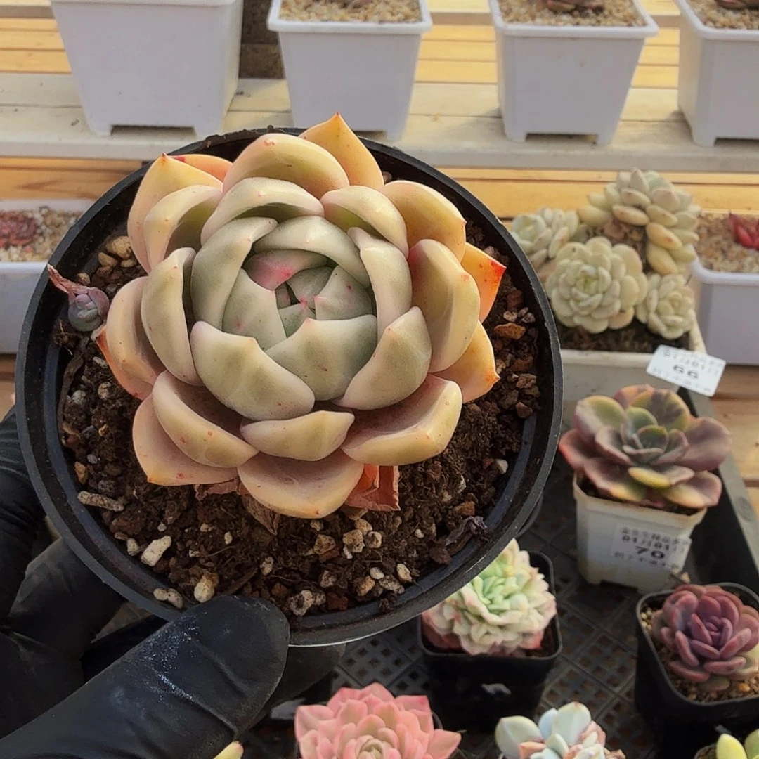 0101-71香槟锦单头