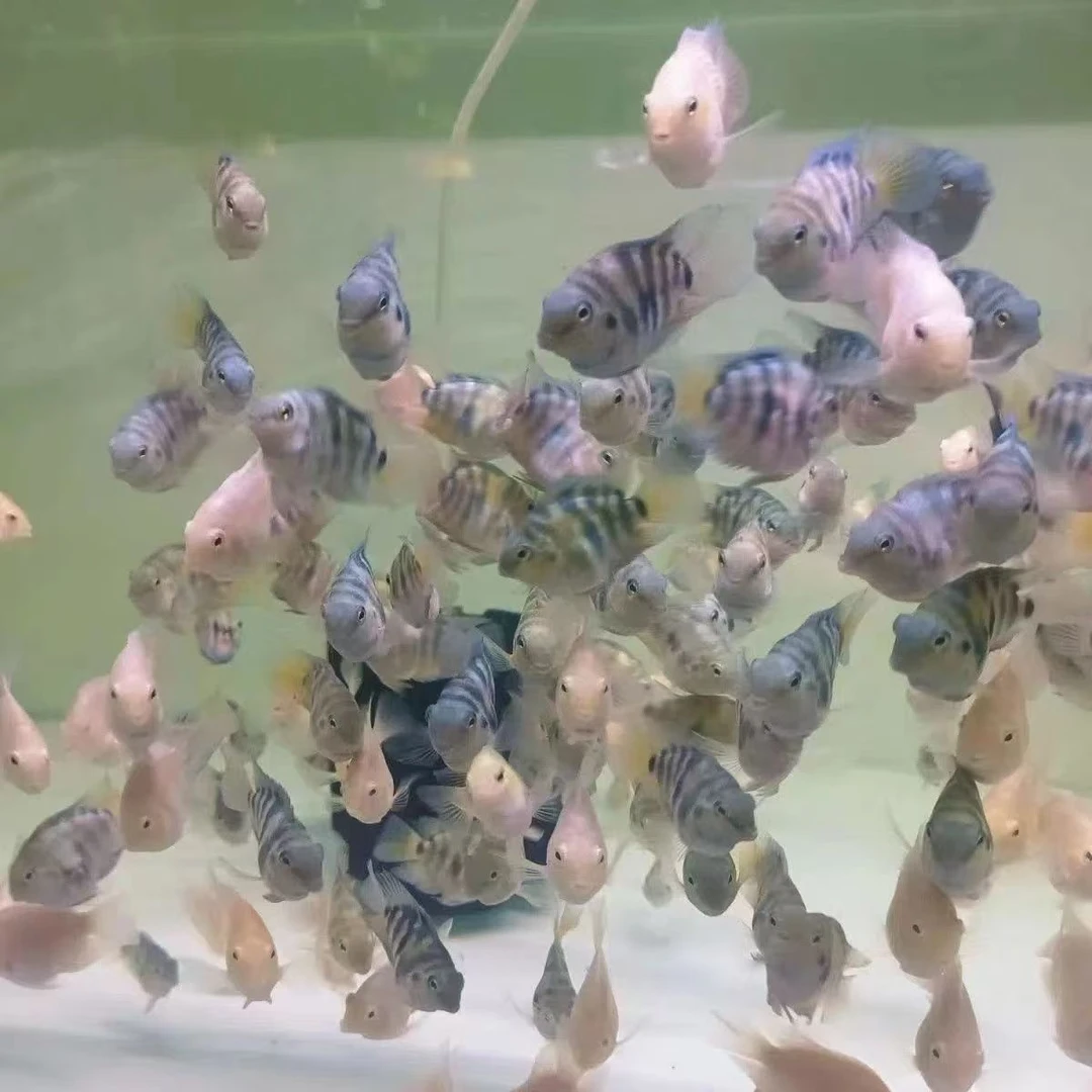 迷你鹦鹉鱼小型热带淡水观赏鱼宝蓝白金耐活好养可繁殖包邮