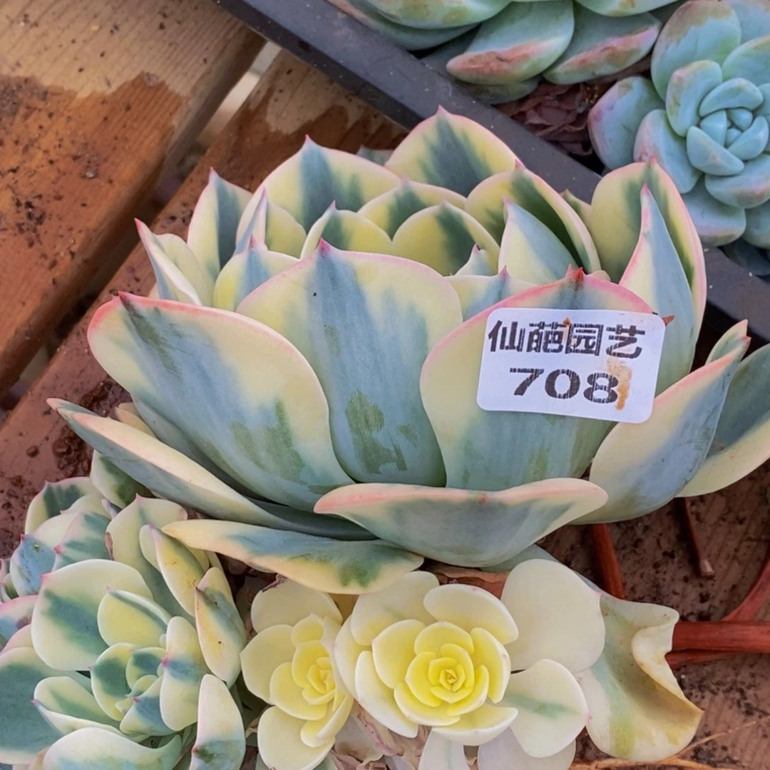 今****士708多肉植物保护研究所