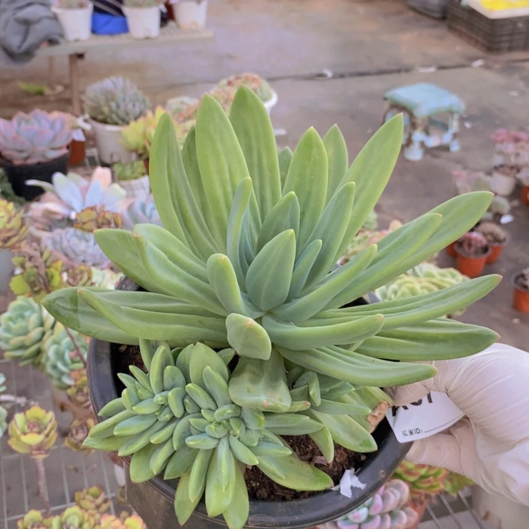 671海洋之歌缀化一物一拍