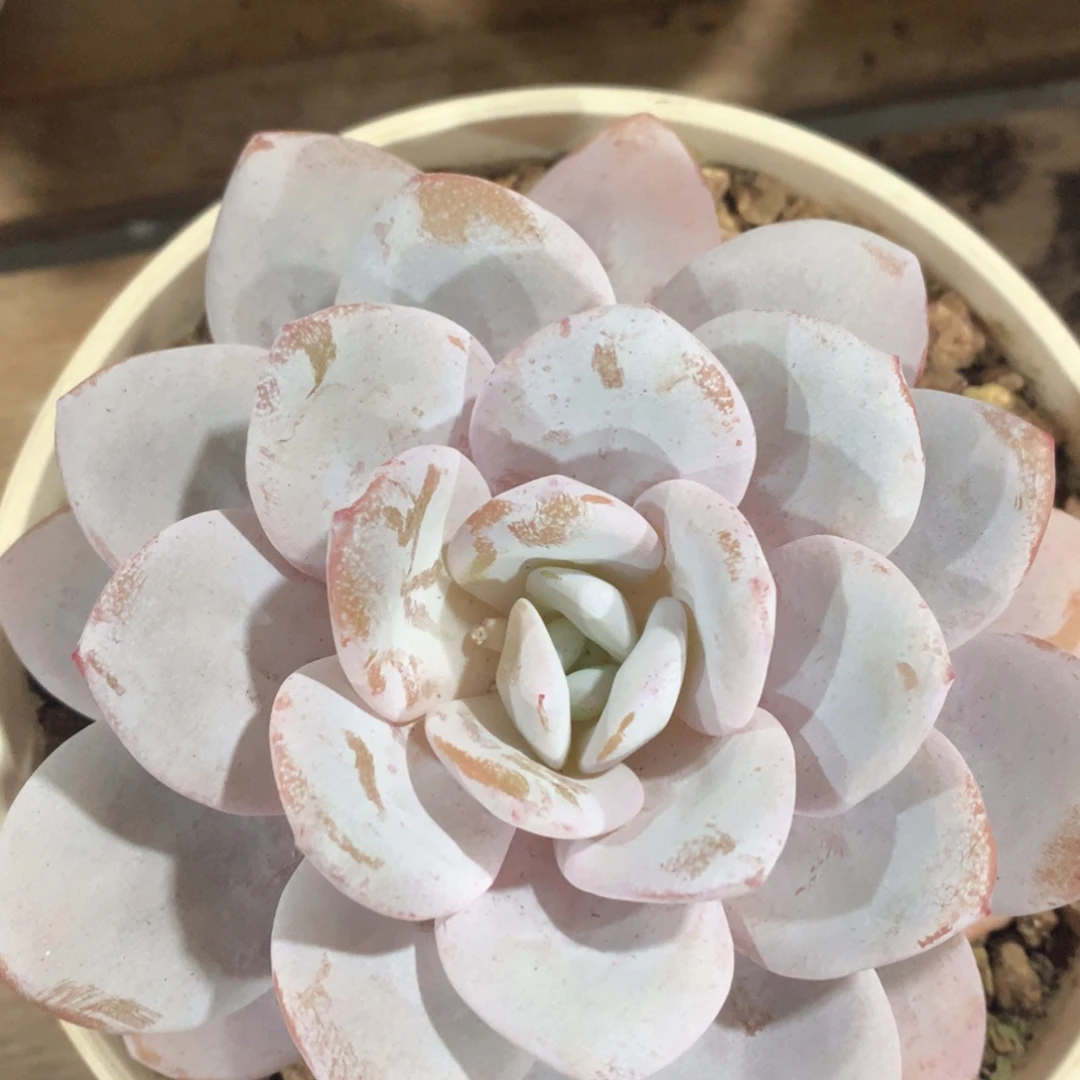 多肉植物多肉植物雪茶
