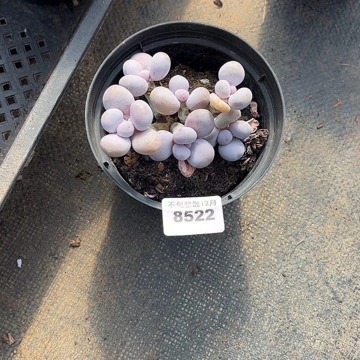 阿雅园艺。        8522奶酪