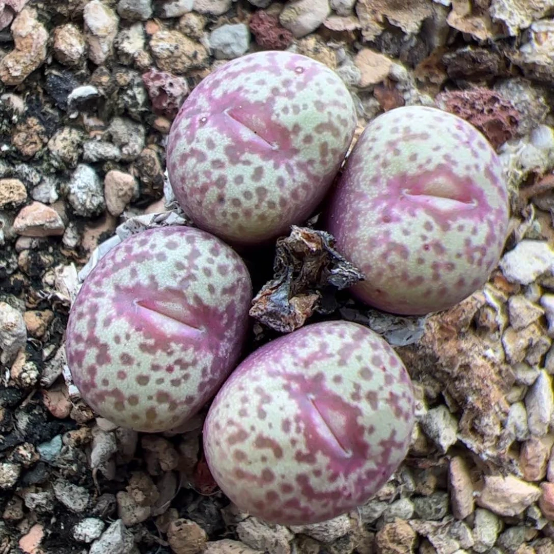 0359号马脸红嘴 多肉植物