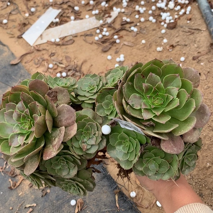 079万圣节2颗手捧1号