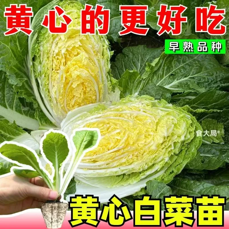 早熟高产新鲜黄心大白菜秧苗耐寒抗病适合四季种植