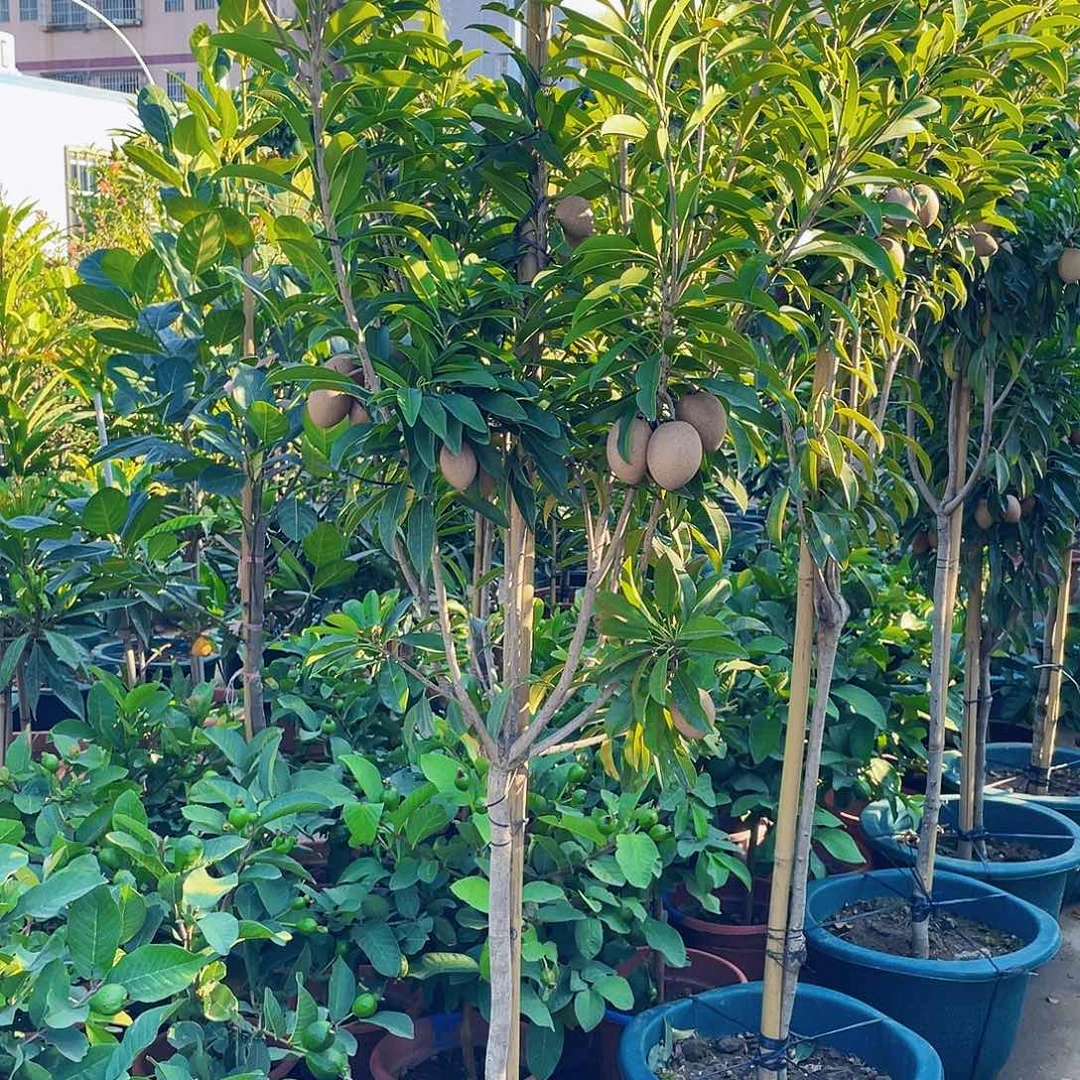 完全开放天****n8888888888888