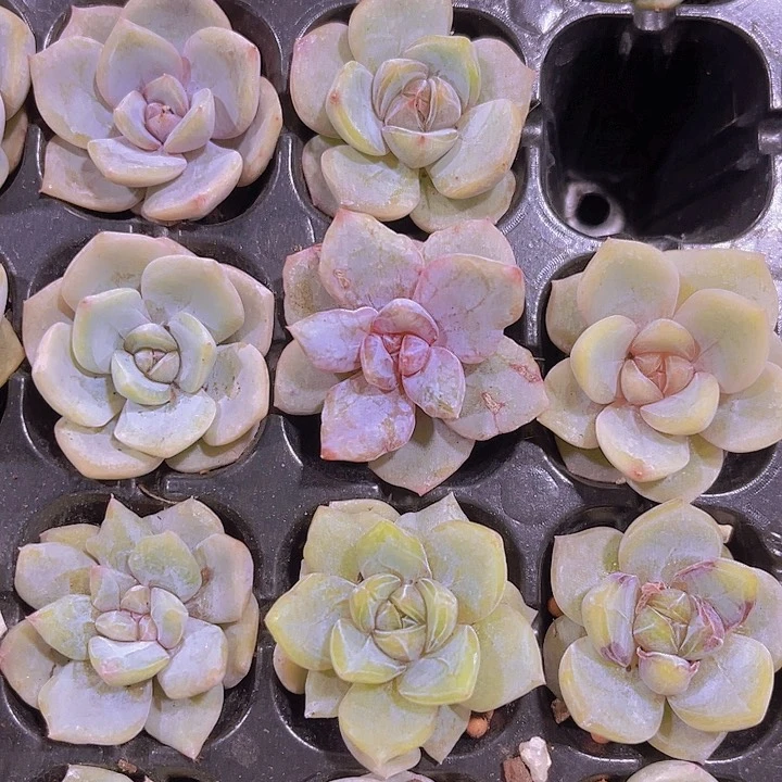 精品雪兔多肉植物