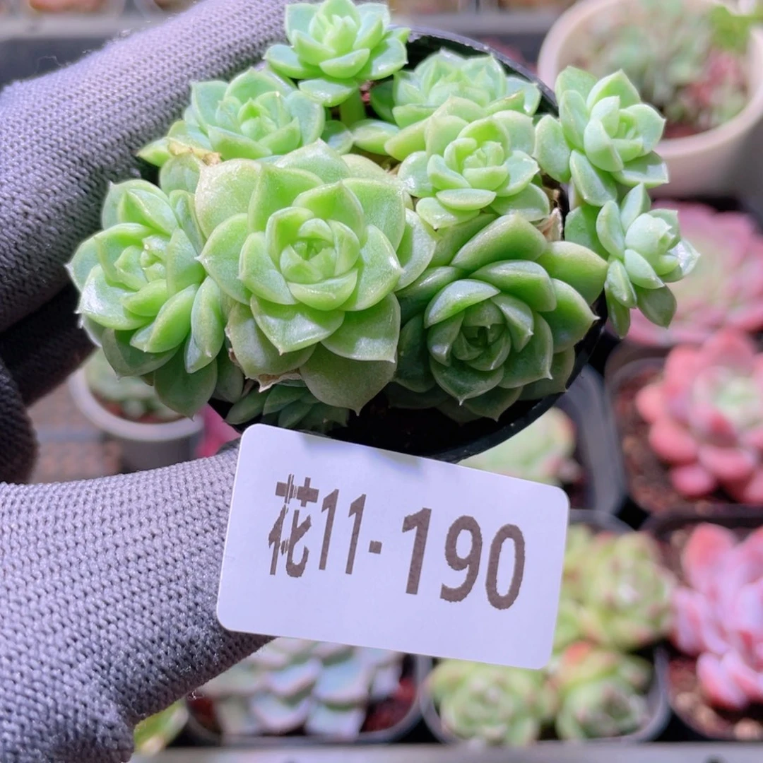 花利美11-190新品珍妮