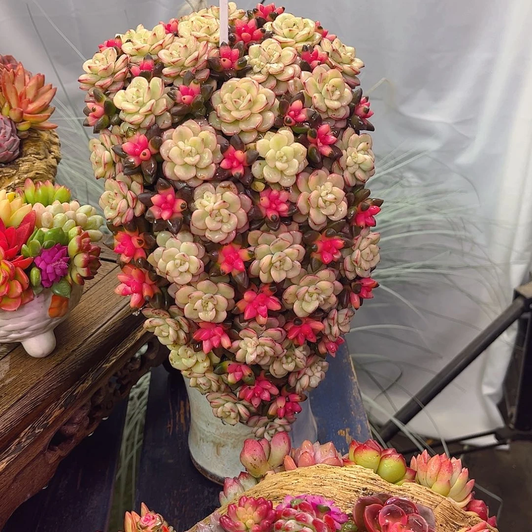 杏花间多肉植物盆栽