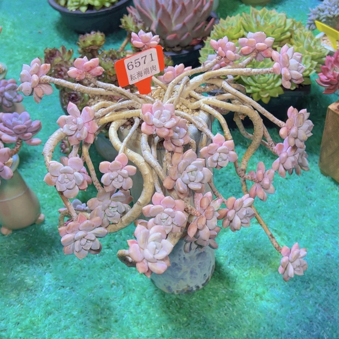 艾桃6571多肉植物