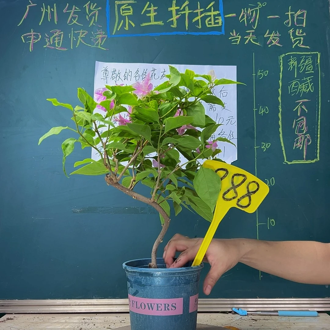 当前无花栽培后可以开花 造型 广红樱  888