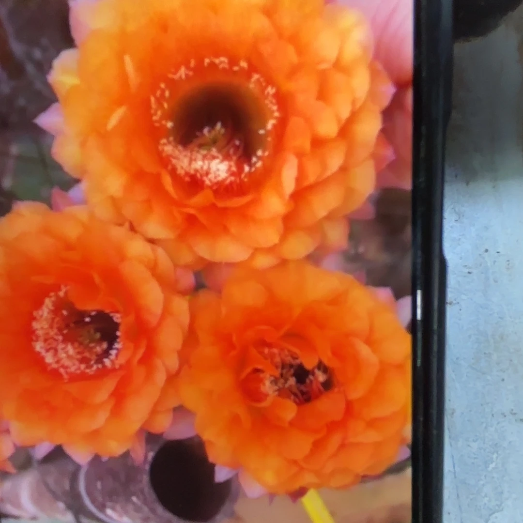 金阁彩侧牙20包邮仙人球31