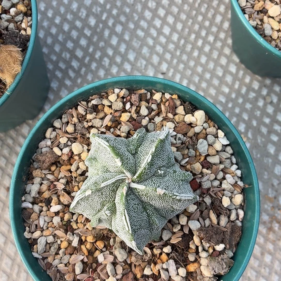 用***8无花朵银沙核桃！！！！！