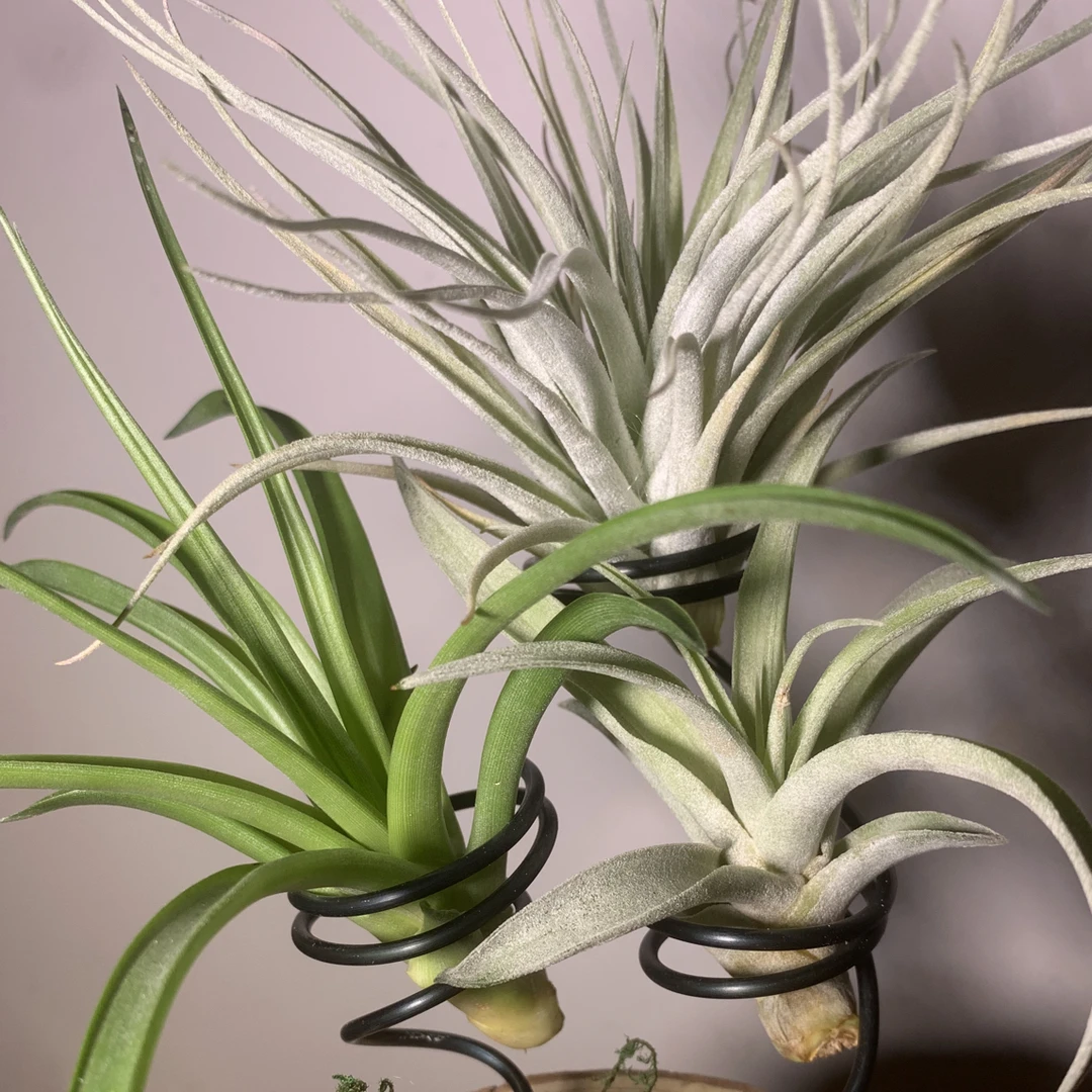 空气凤梨棉花糖贝可利卡比套餐桌面盆栽无土植物空气养殖喷水即活