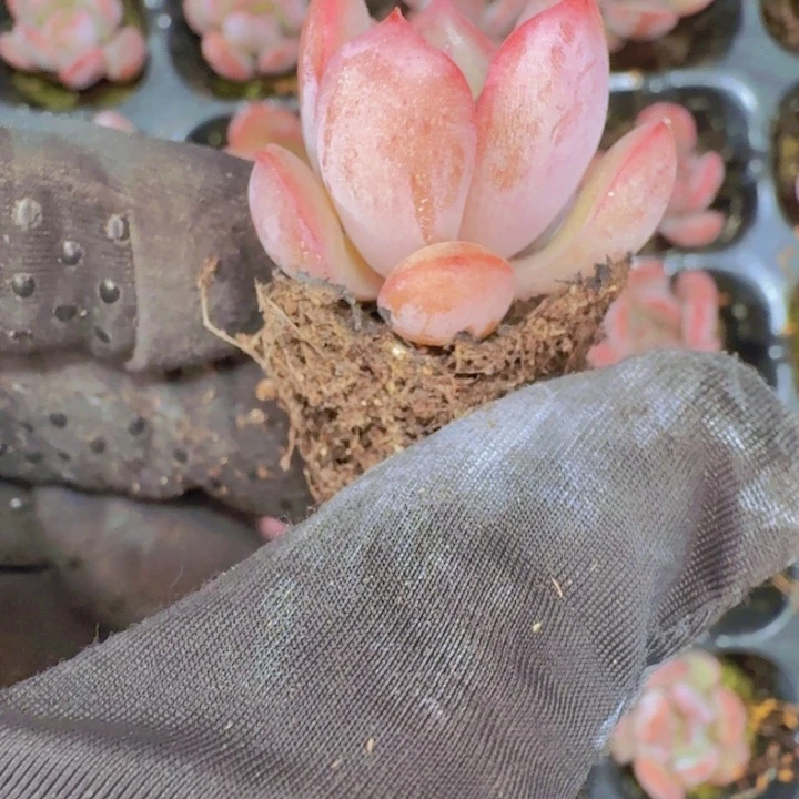 精品格林粉两颗一组