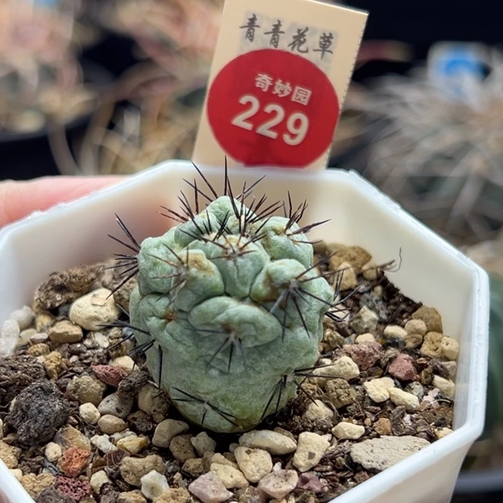 自根大尤帝王丸有斑