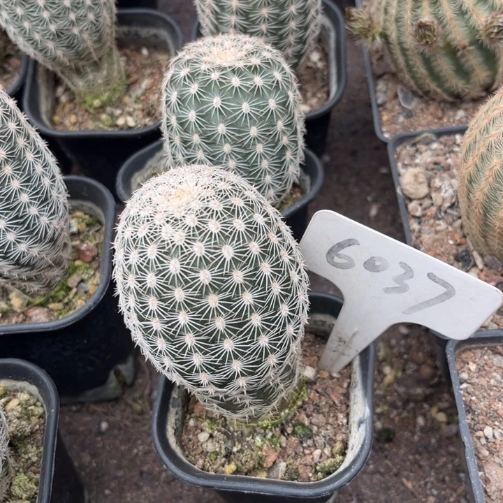 战*6037实生皇冠好养皮⼂⼂乛⼂