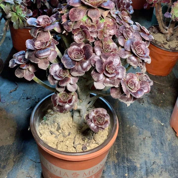 神**扬100玫瑰圆叶多肉一物一拍