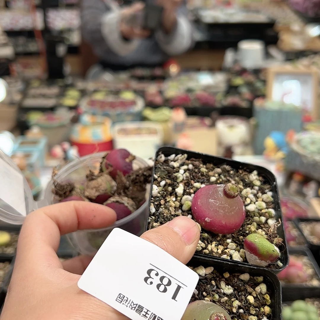 【闪购商品】J****?183 一起