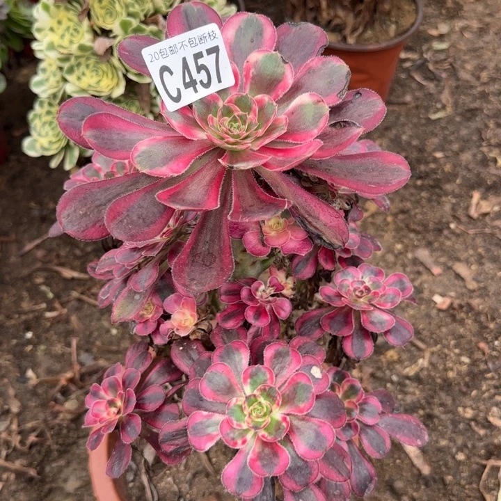 香奈尔……多肉植物……