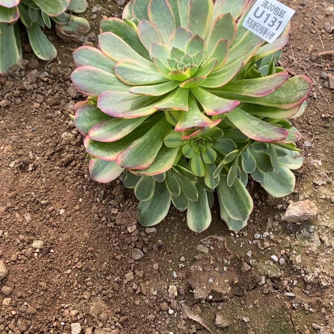 131半夏多肉法师锦