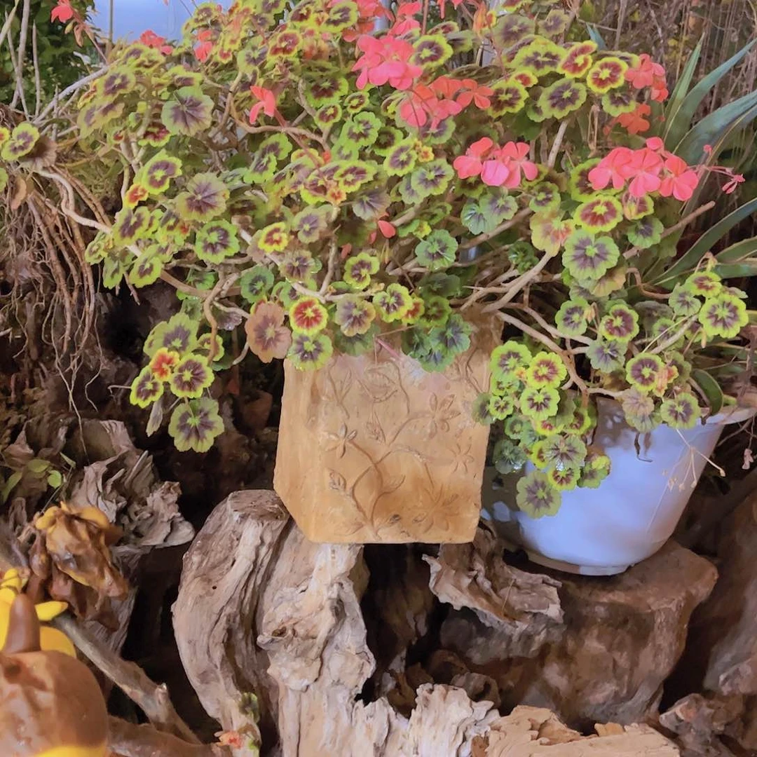 红陶七*多肉植物保护研究所