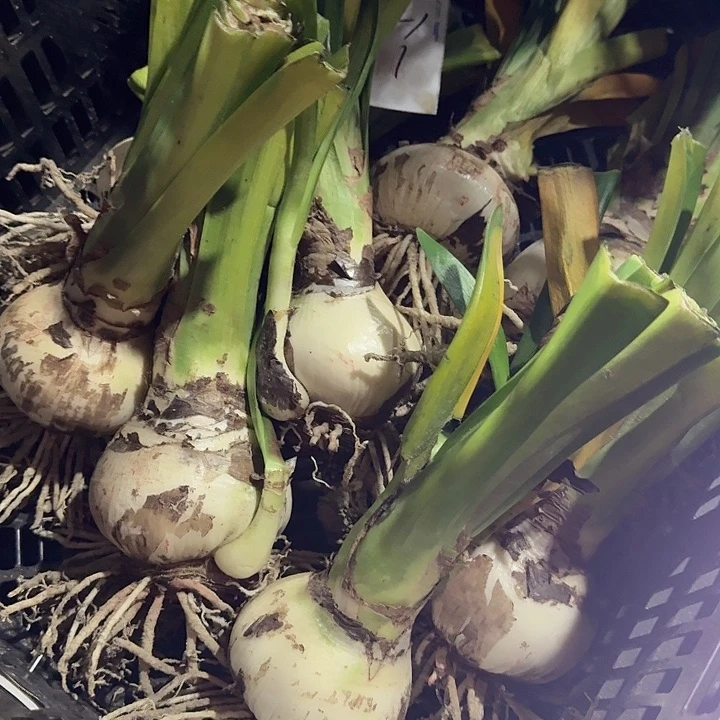 蒂卡日出直径8+基地球