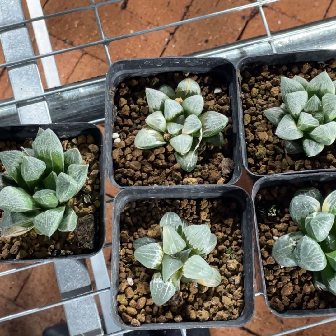 惜***春实生寿锦。脱土发货