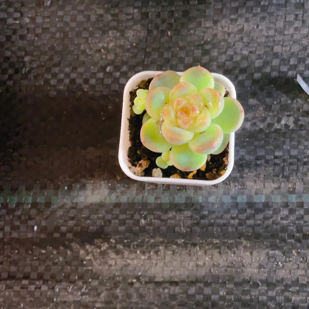 空***0飘技甜心双头盆一个满25包邮