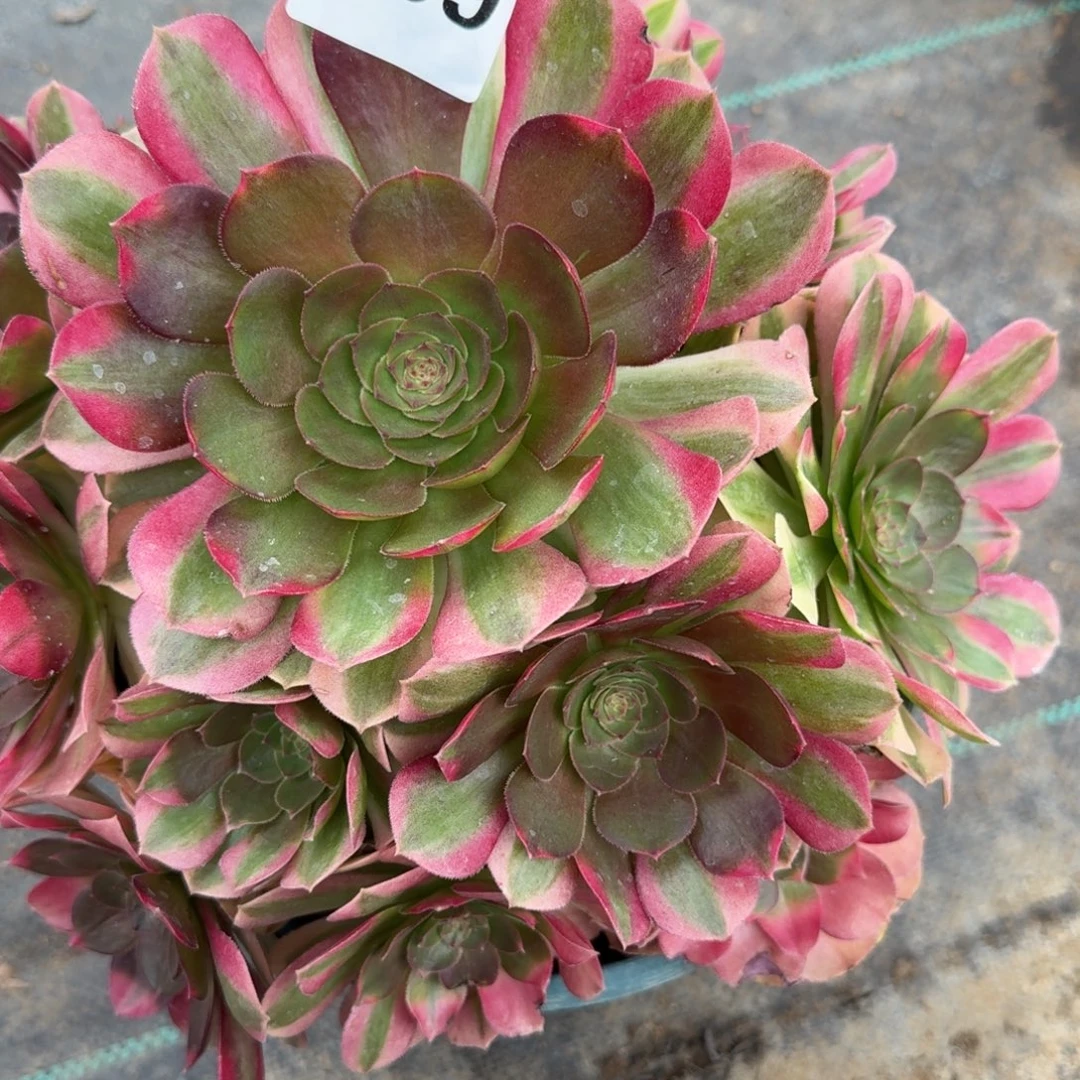 老庄雨河多肉植物499