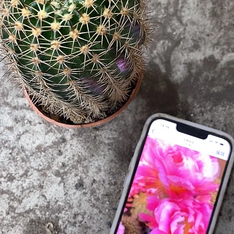 丘比特，5公分左右