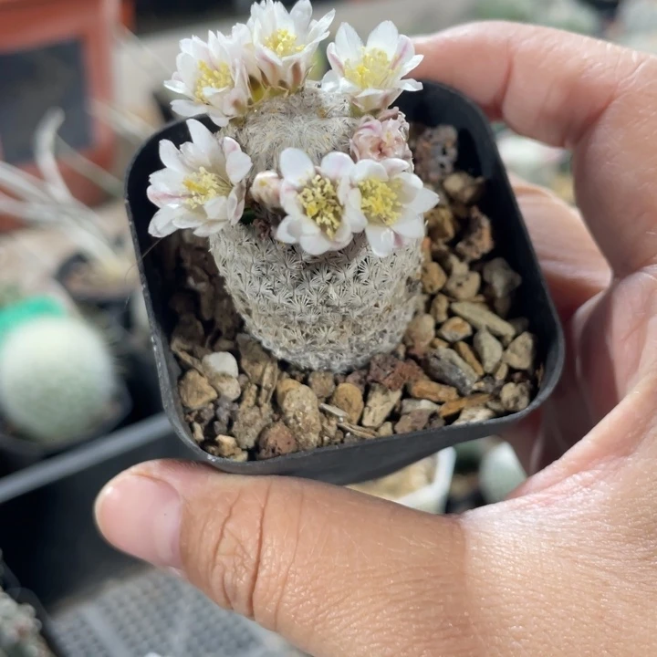 T*m侧芽自跟羽毛丸脱土发