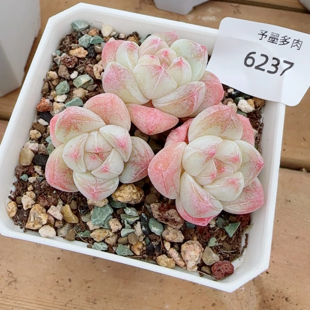 冰玉无砍，6237多肉植物