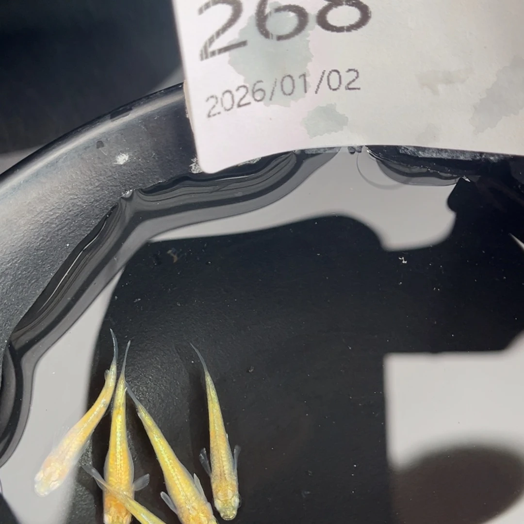 青鳉鱼268黄金百式五尾