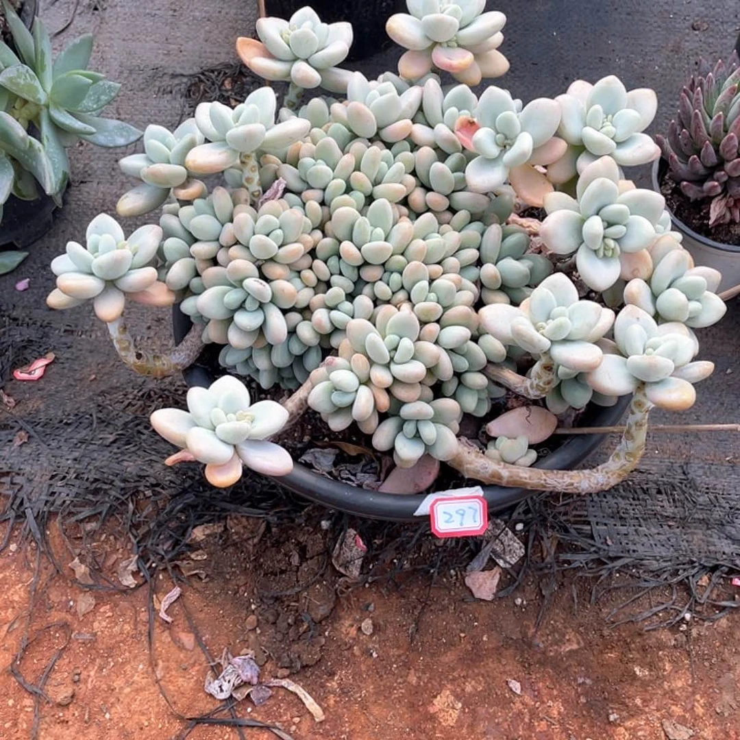 297洛神 一物一拍多肉