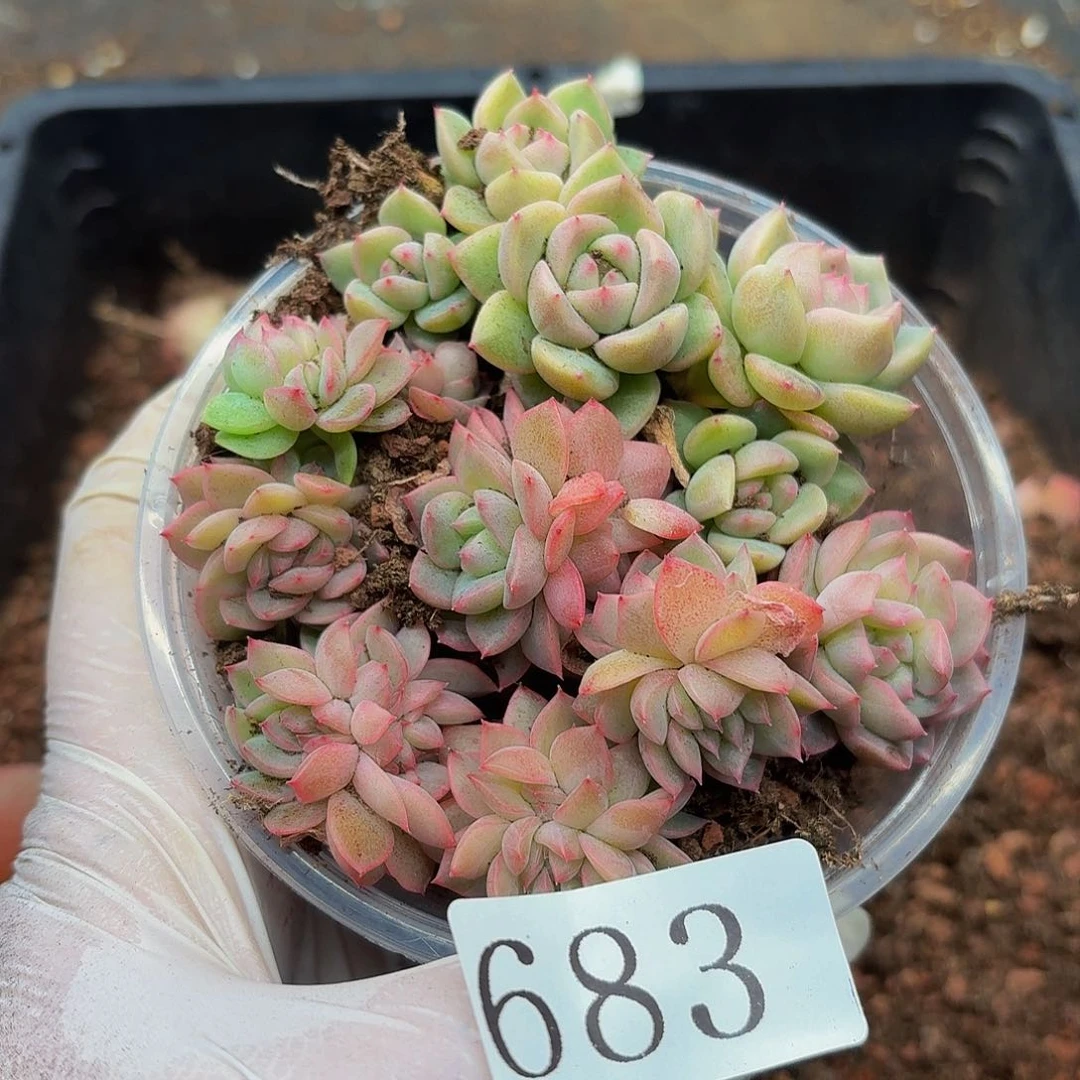 多肉植物多肉植物683