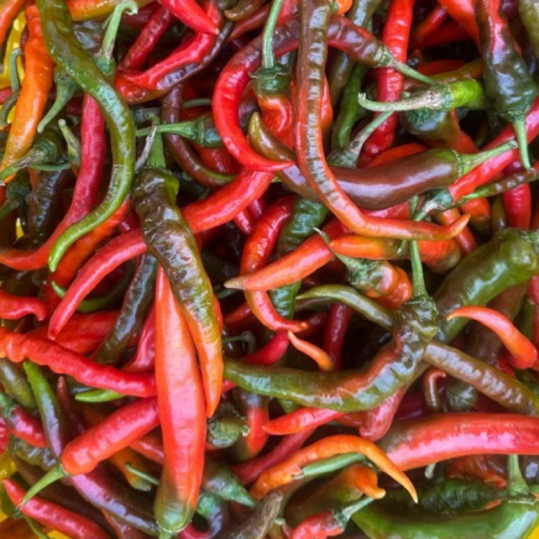 【顺丰包邮】湖南邵阳新鲜现摘薄皮土红辣椒香辣可口