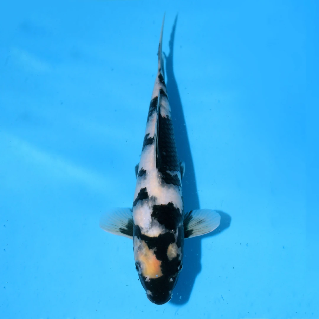 尾形白写进口锦鲤务必索取视频以确定品质不包邮运费到付