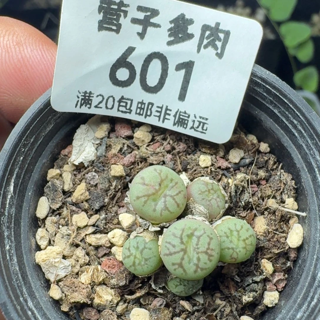 太枝墨。 带盆土。
