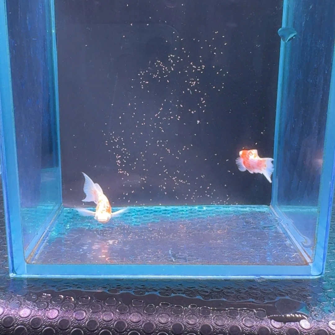 黑玛丽鱼637号玛丽2条