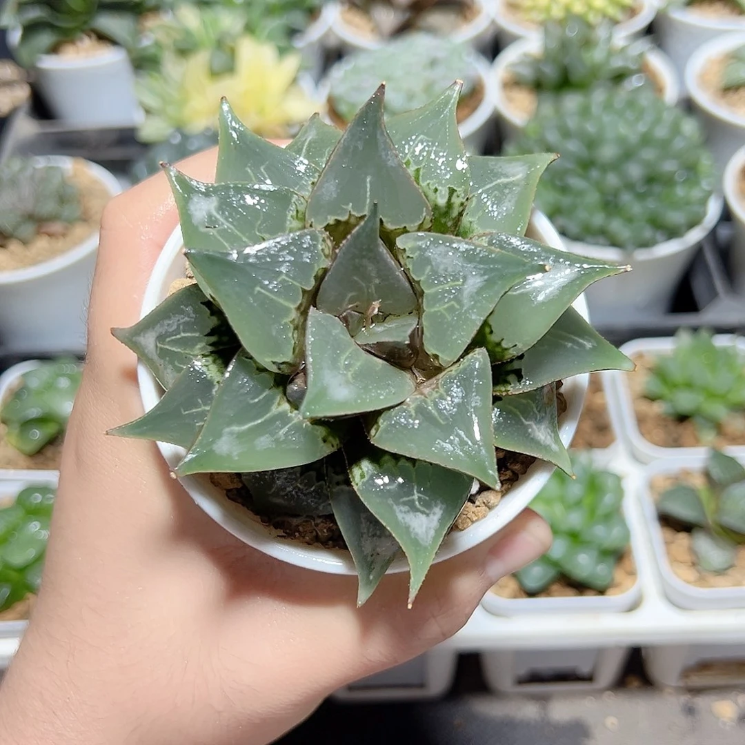 酒吞童子原盆原土