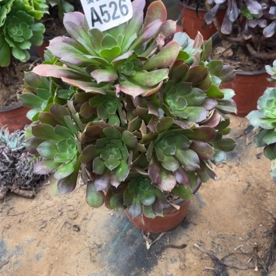 526柠檬玫瑰不包断枝