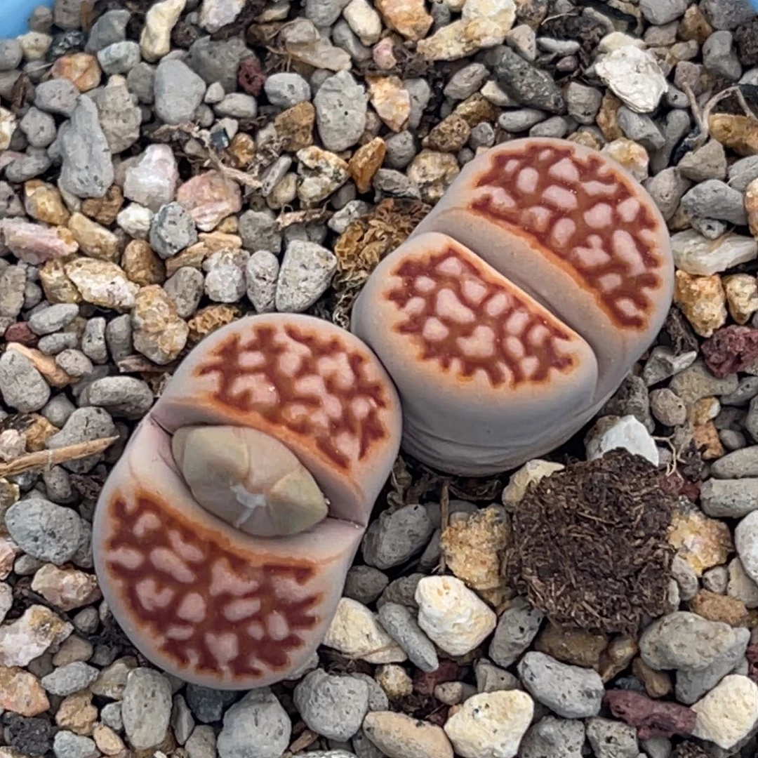 8515双头红网纹一颗