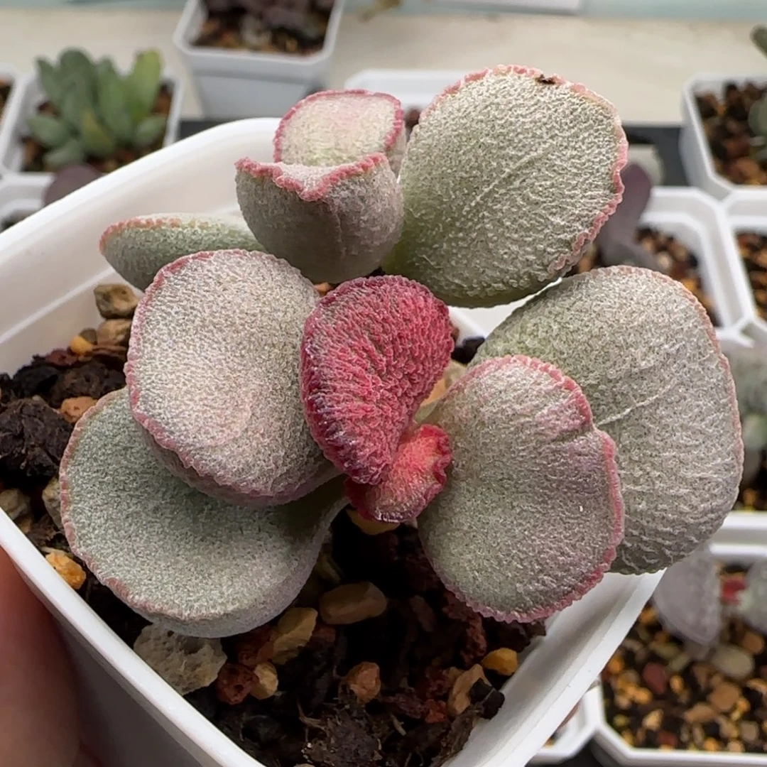 伯爵夫人水泡多肉