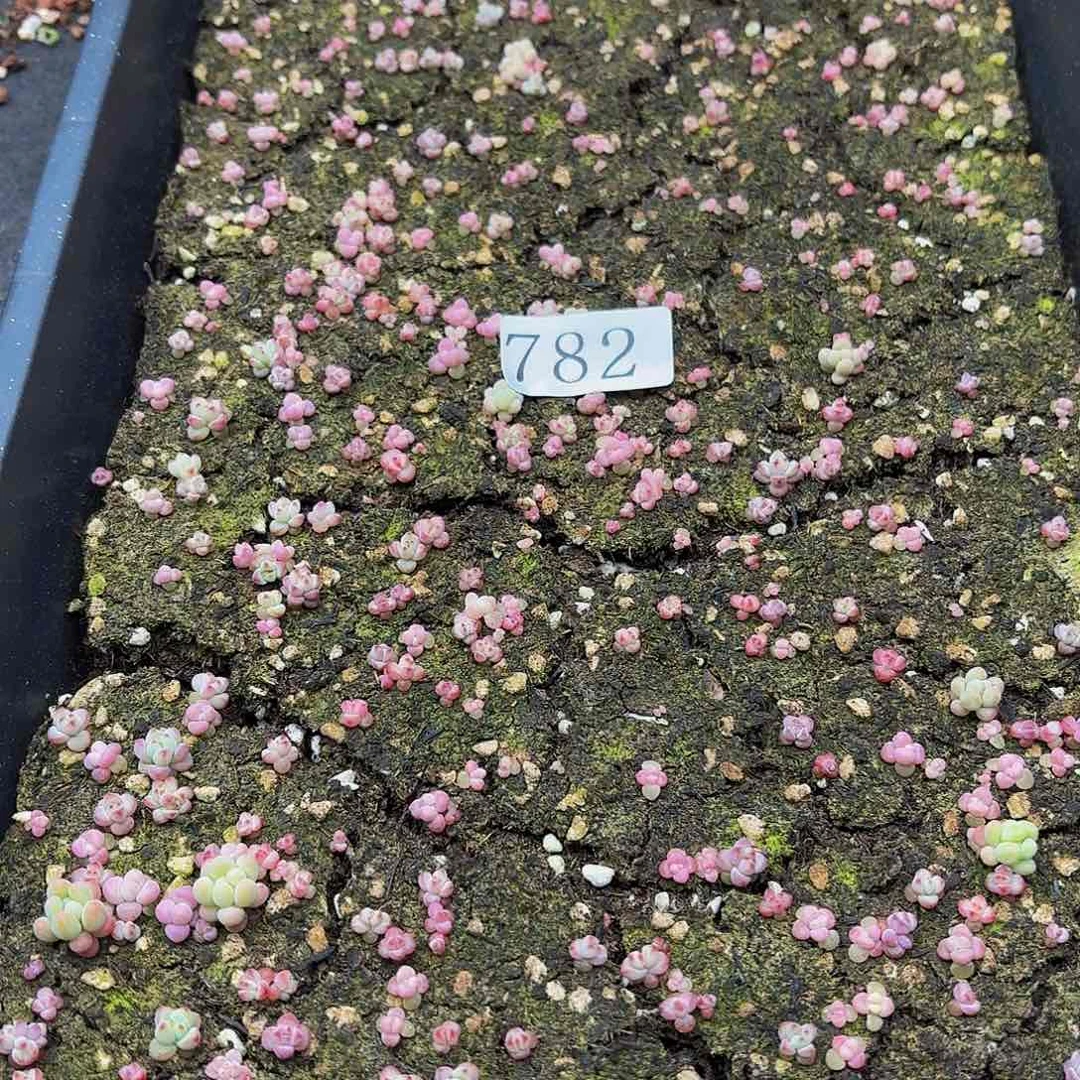 多肉植物多肉植物782