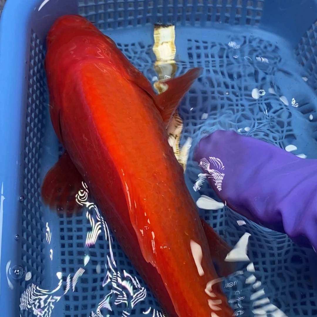 锦鲤冷水锦鲤包邮