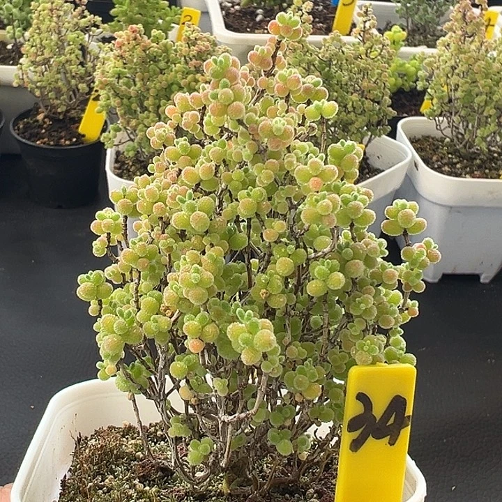 34号小树形彩色蜜橘7厘米盆